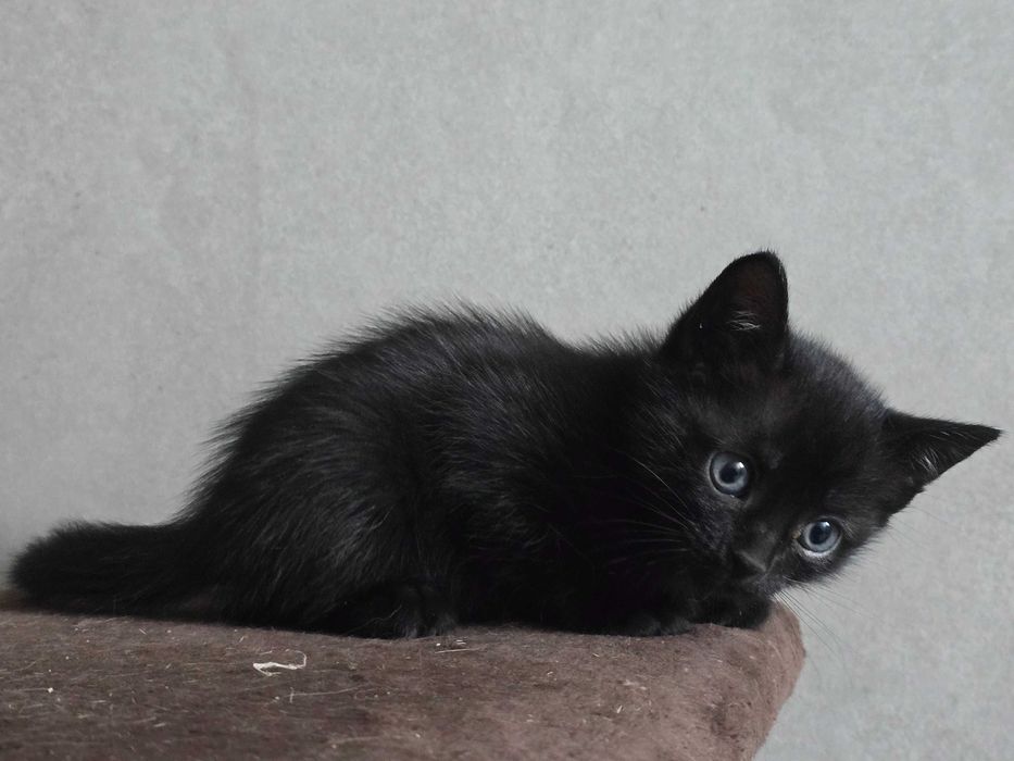 Котята защитники