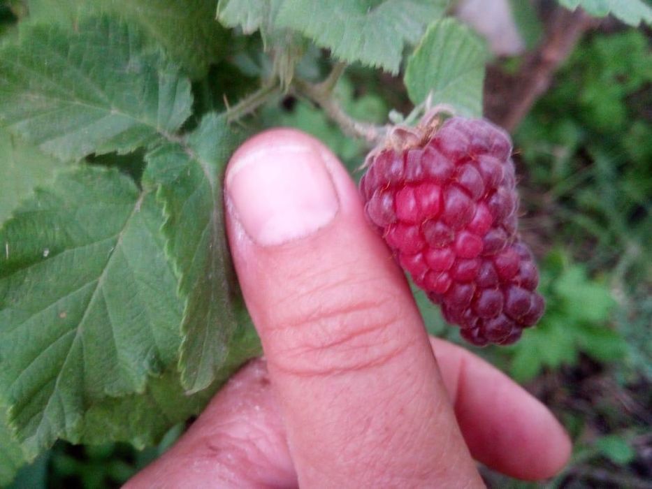 Продам цветы и кустарники многолетки