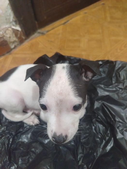 Продам пидбуля 1,5 месеца