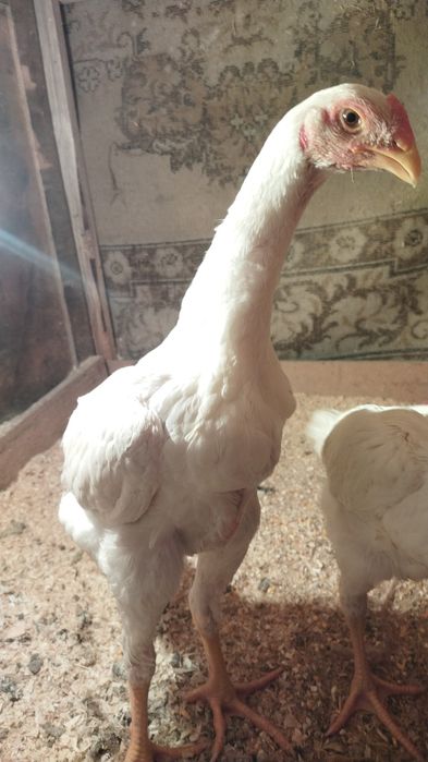 Ошамо немец джужа 100% последнем фото родители отец 6 кг мать 4,500 кг