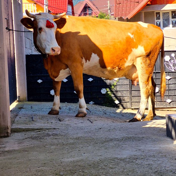 Vând vaci gestante baltata romaneasca 6 si 7 ani