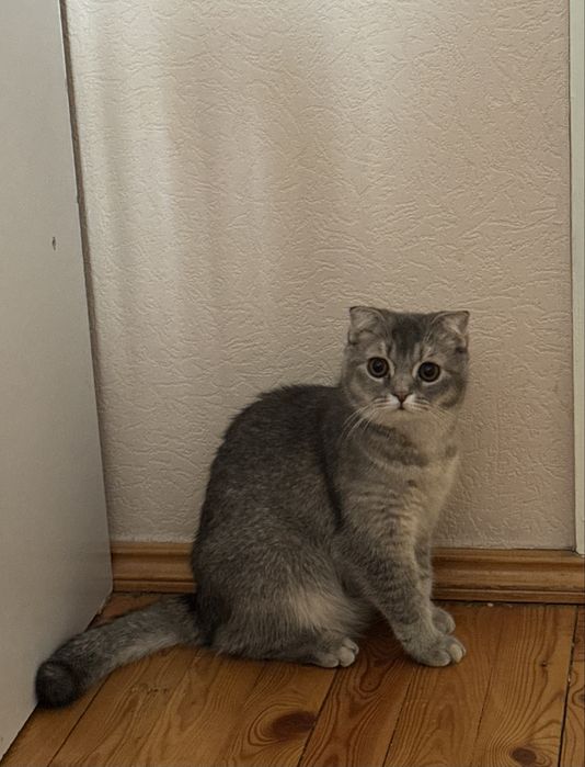 Продается котенок (скоттиш фолд)