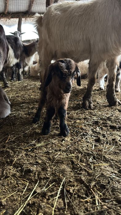 Iezi sugari de vânzare – sănătoși și viguroși