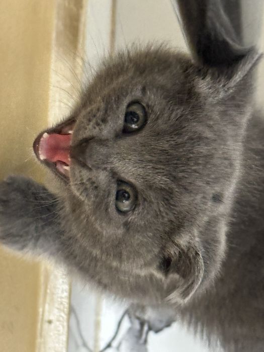Котенок вислоухий