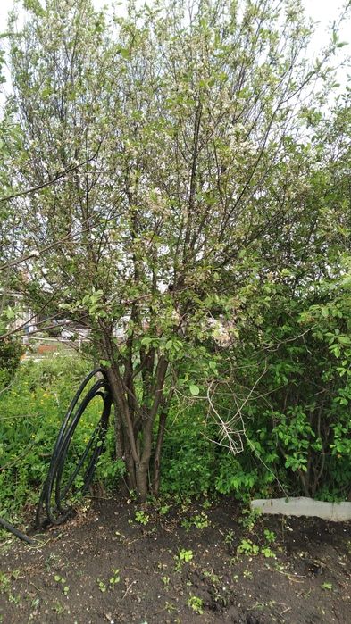 Продам дачу. Общество "ракета"