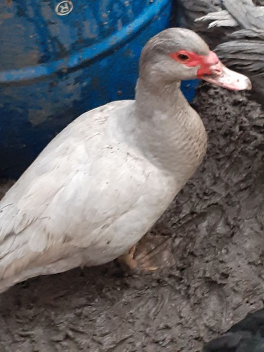 Vând rate lesesti și ouă și bobocei