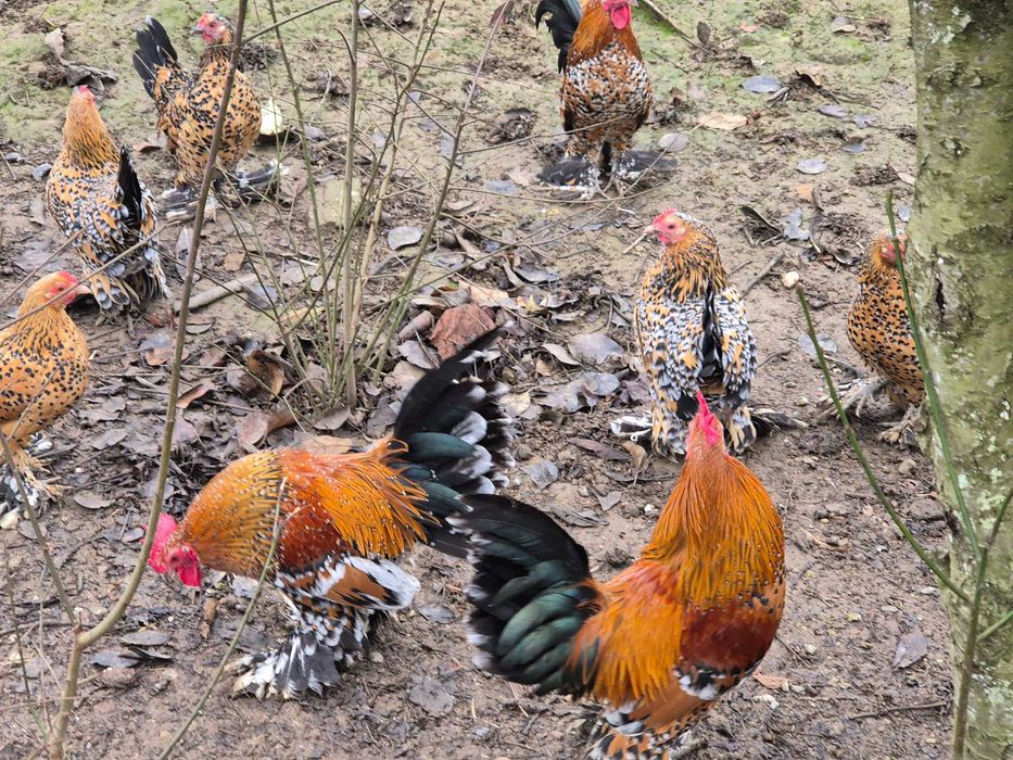 Vand găini mii de flori