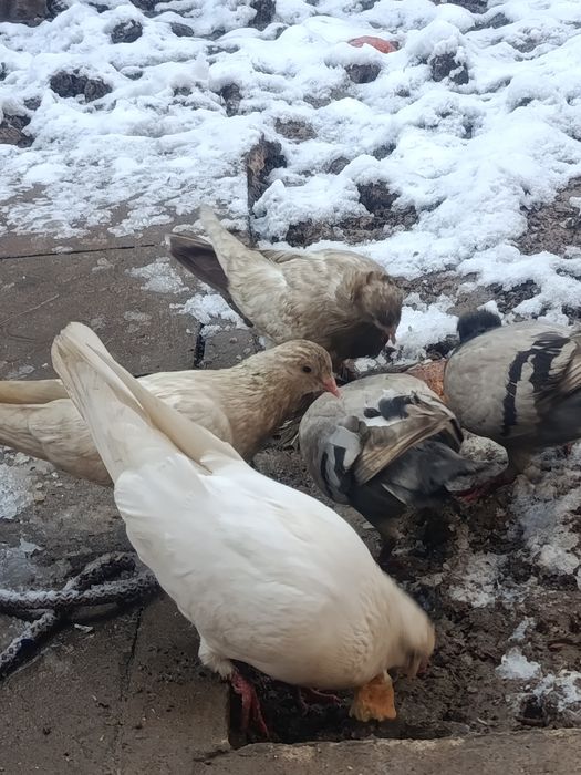 Продаю голубей недорого