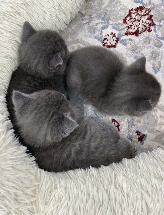 Британские котята