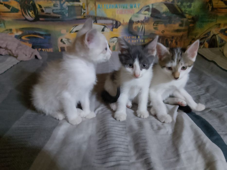 Отдам котят бесплатно