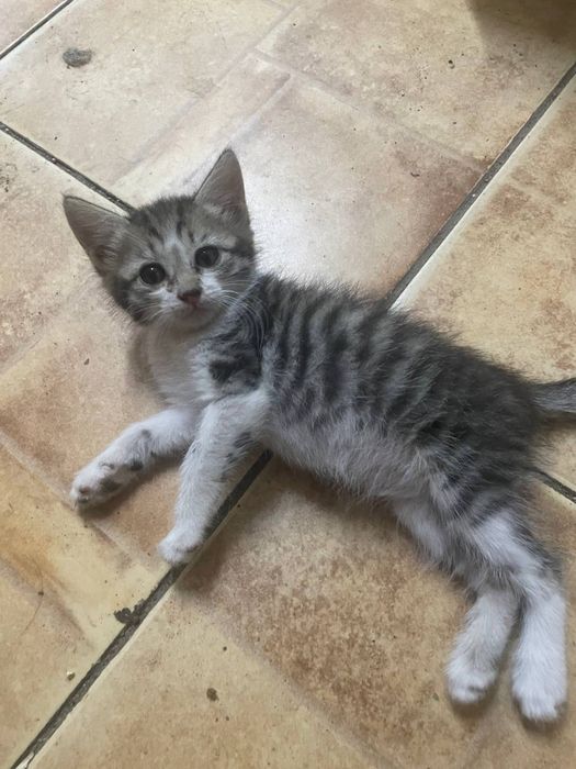 Отдадим котят в хорошие руки.