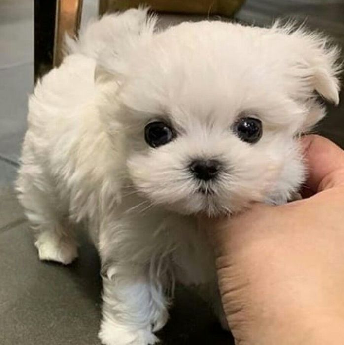 Bichon maltese talie mica