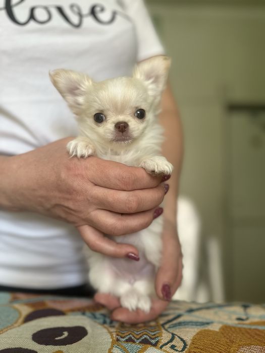 Девочки чихуа хуа