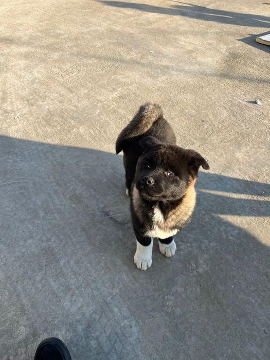 Pui Akita American, mascul 3 luni, vaccinat si deparazitat