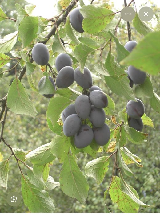 Слива деревом крупная сорт Стенли