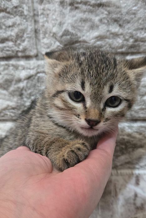 Котенок маленький