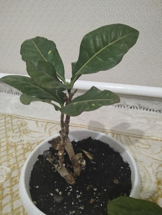 Комнатные растения