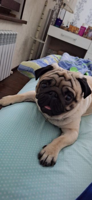 Мопс для вязки, наш мопс Тедди ищет спутницу