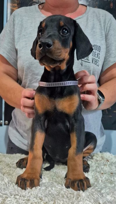Dobermann.
