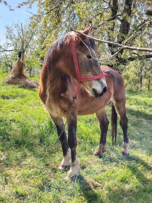 Vând armăsar blând