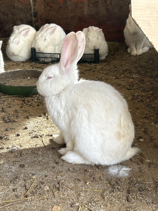 Кролики.