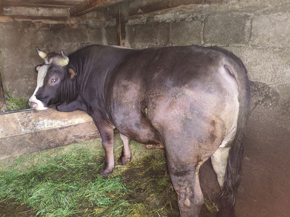 Taur de vânzare 750kg