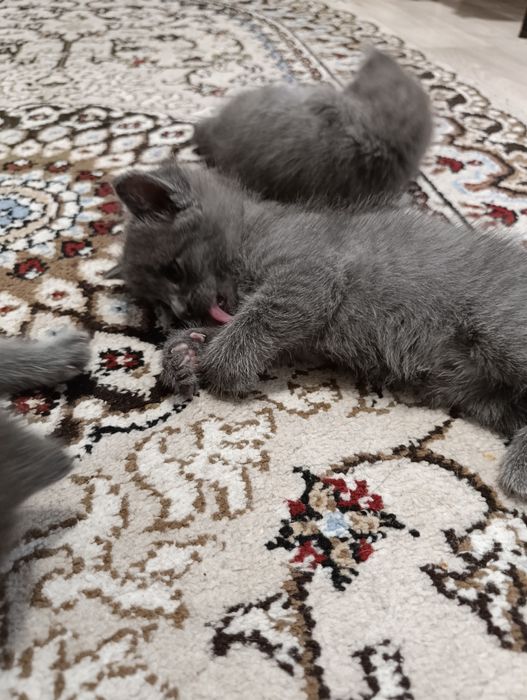 Отдам катят в хорошие руки.