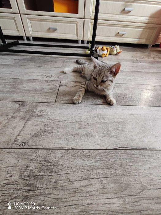 Котёнок  отдам в добрые руки