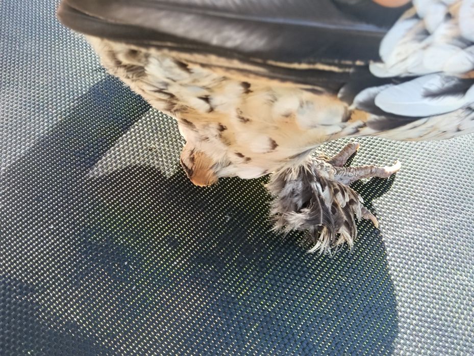 Vând găină americană