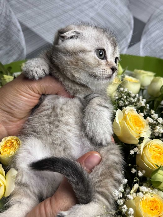 вислоушки мальчики