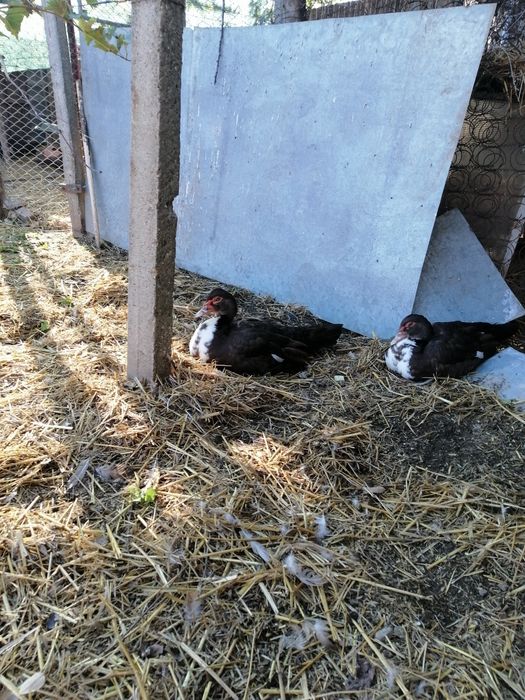 Rate mute ciocolatiu cu alb