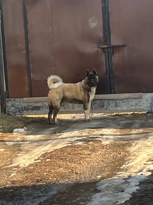 Вязка американская акита