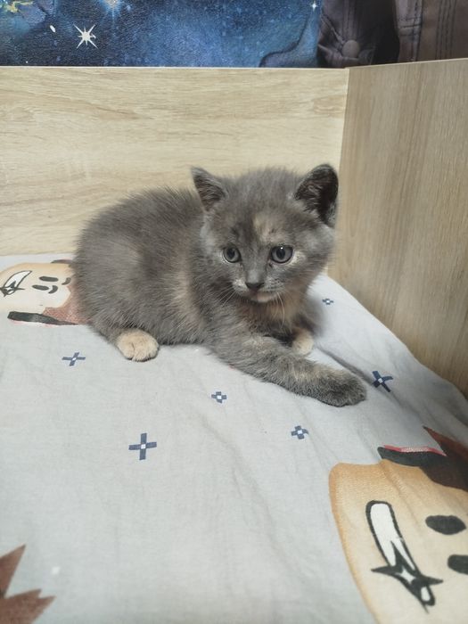 Подарю красивых котят