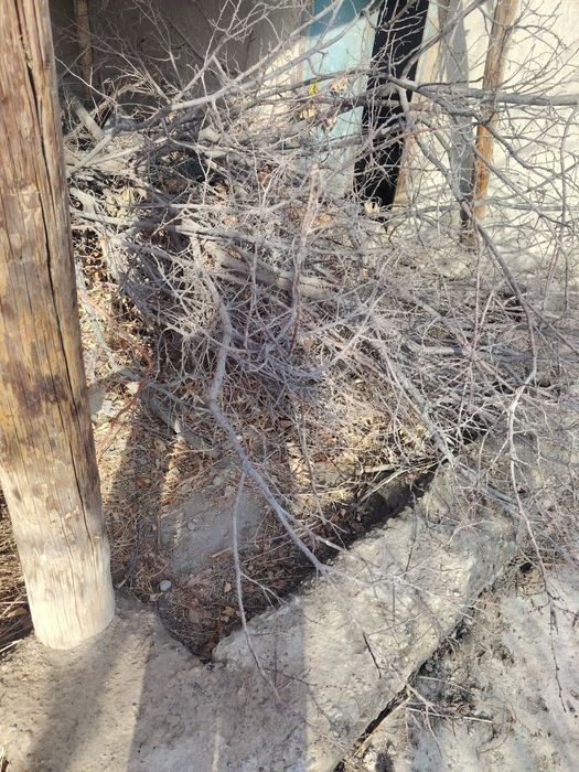 Утин сотилади нархини келишамиз