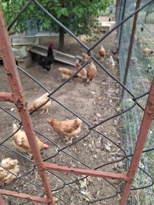 Găini ouătoare ISA BROWN