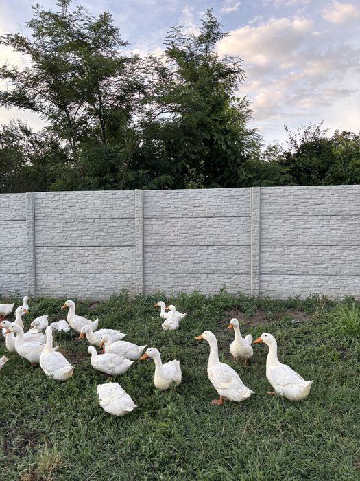 Rate Pekin cauta alta casa