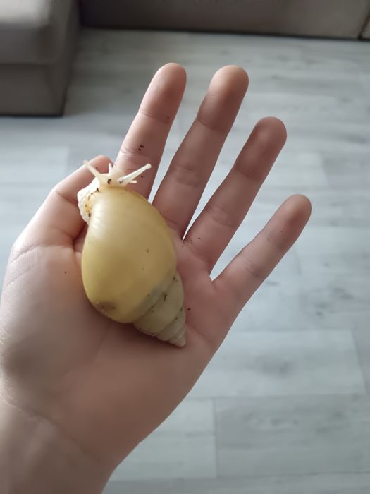 Улитки Ахатины Фулики Альбино