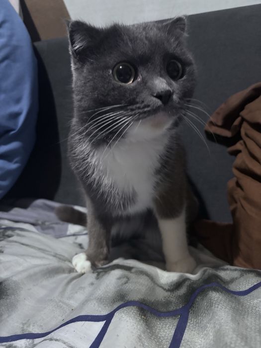 Кошка в добрые рук