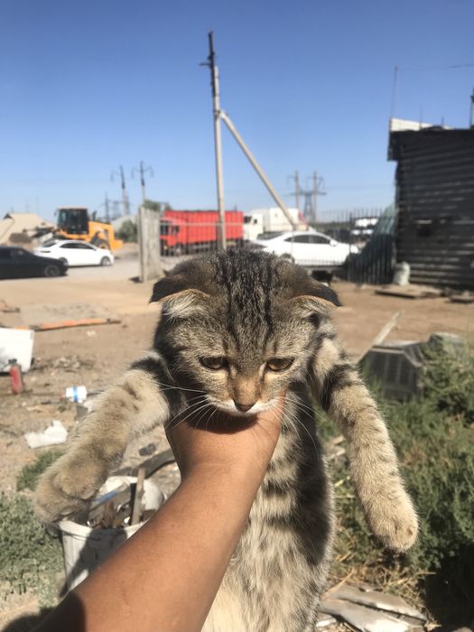 кошка сатылады