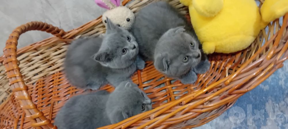 Мушуклар сотилади