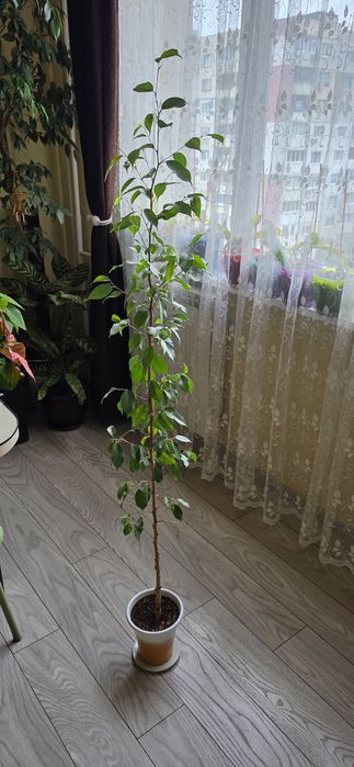 Бенджамин на 10 г.