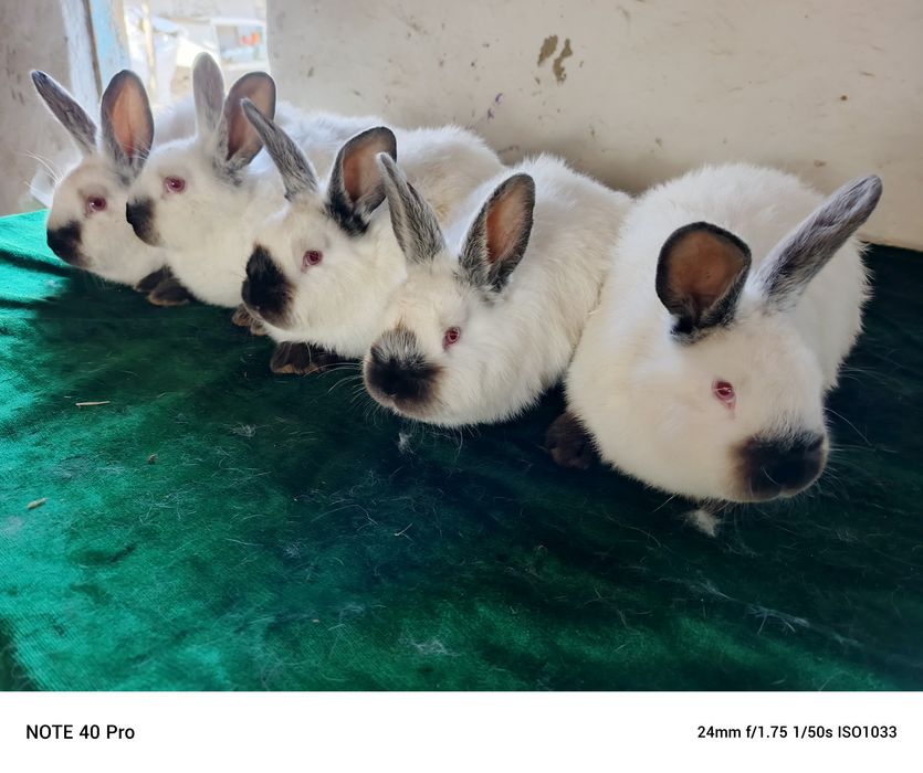 калифорнийские кролики