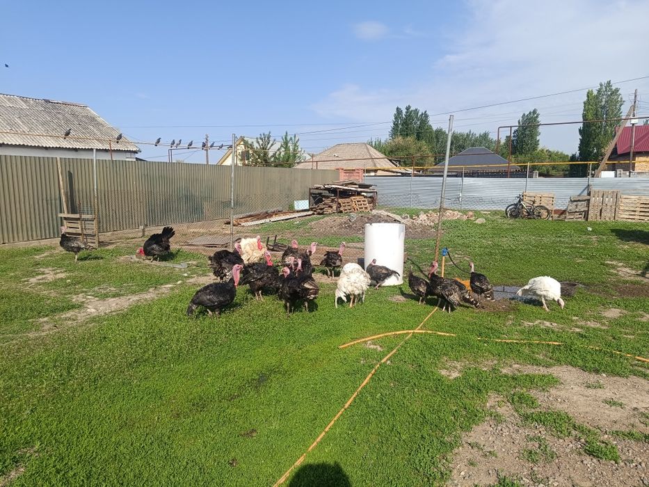Продам индюков и индюшек