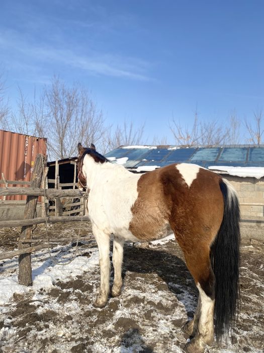 Ат,жылқы,соғым,лошадь