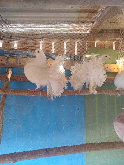 Porumbei voltați Albi