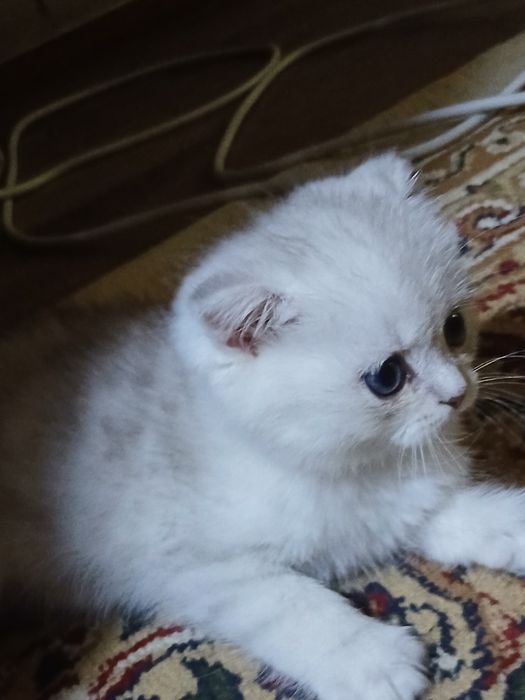 Срочно продам котенка. Серебристую вислоушку