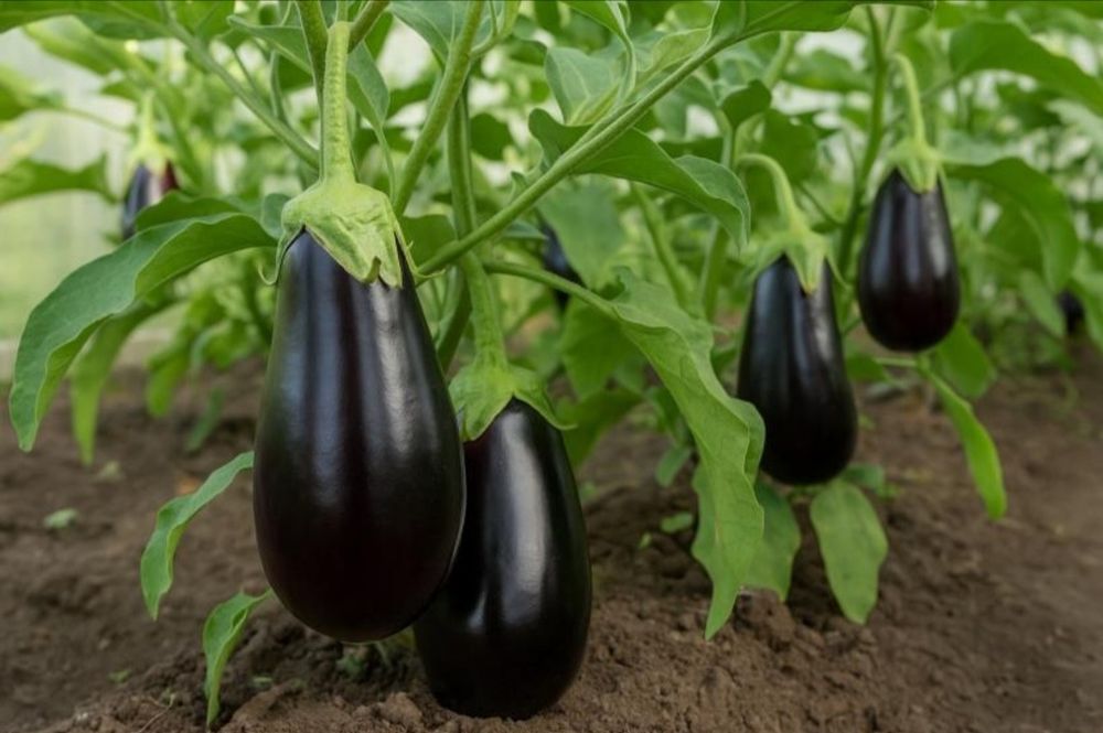 Баклажаны дачные продам