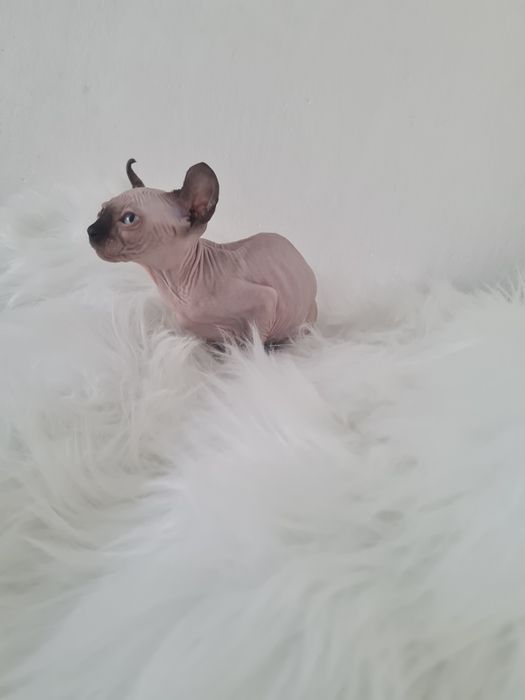 Pisică  Sphinx mascul elf