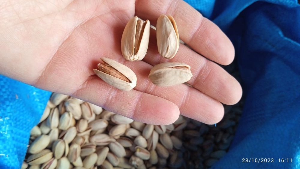 Eron pista urugʻi sotiladi. Navi Akbariy va Ahmadiy