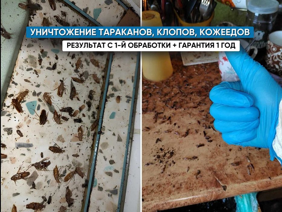 Дезинфекция с гарантией